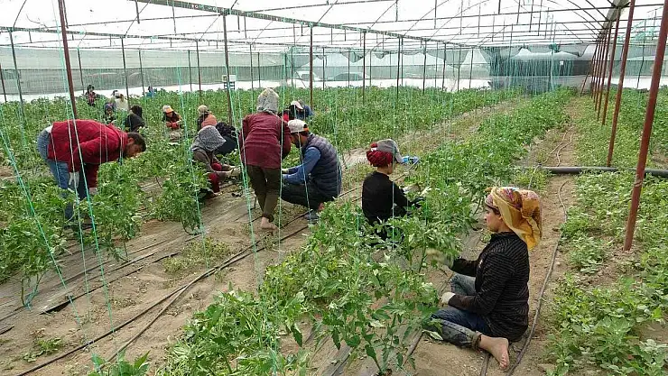 Siirt'te Sebze Fideleri Piyasaya Geldi