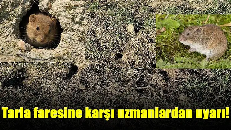 Siirt'te Tarla Faresi ile Mücadele Çalışmaları