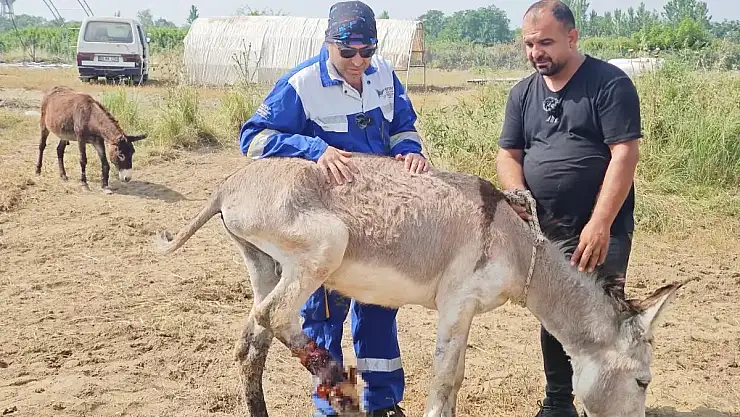 Siirt'te, Yaralı Halde Gördüğü Terkedilmiş Eşeği Osmaniye'deki 'Emekli Hayvan Çiftliği'ne Götürerek İyileştirdi