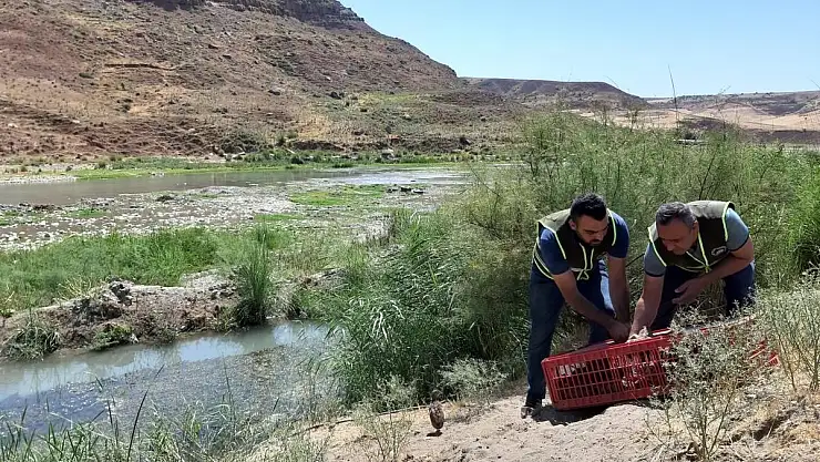 Siirt'te Yüzlerce Sülün Doğaya Bırakıldı