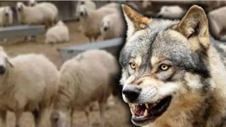 Şırnak-Siirt Yolunda Kurt Saldırısı: 30 Küçükbaş Hayvan Telef Oldu, 40 Tane Araziye Kaçtı