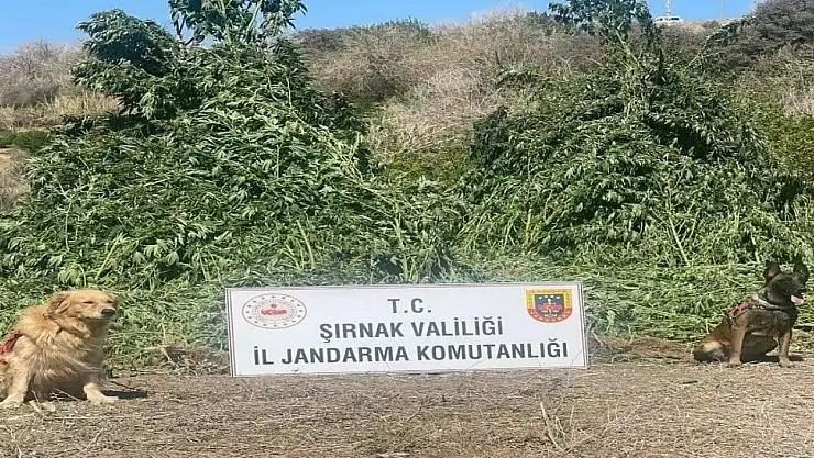 Şırnak'ta 11 milyon liralık kaçakçılık olayı önlendi