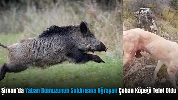Şirvan'da Yaban Domuzunun Saldırısına Uğrayan Çoban Köpeği Telef Oldu