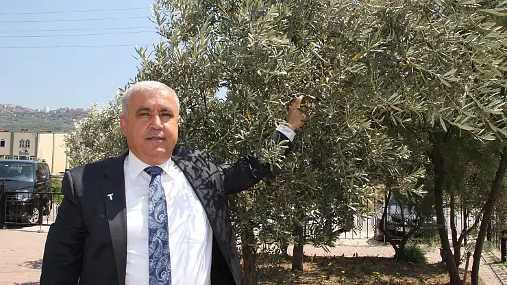 Sofralık Zeytin İhracatı Döviz Bazında Yüzde 52 Arttı