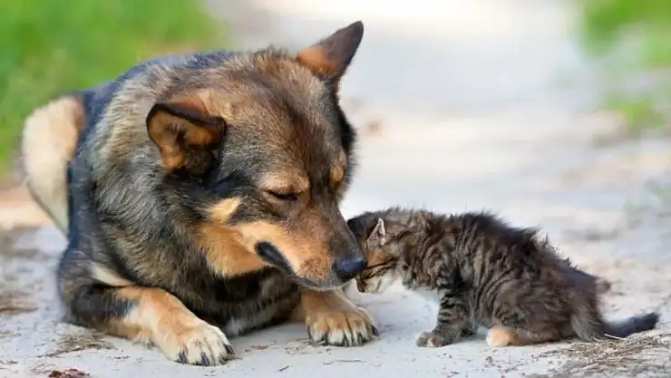 Sokak Hayvanlarının Durumu İle İlgili Herkes Konuşuyor, Diyanet Neden Susuyor!
