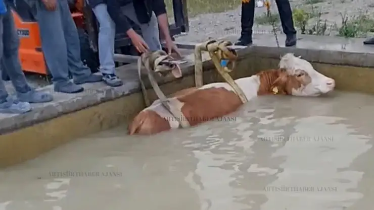 Su İçmeye Çalışırken Yüzme Havuzuna Düşen İnek, Vatandaşlar Tarafından Kurtarıldı