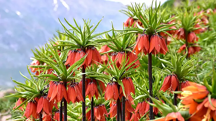 Ters Lale Veya 'Ağlayan Gelin'