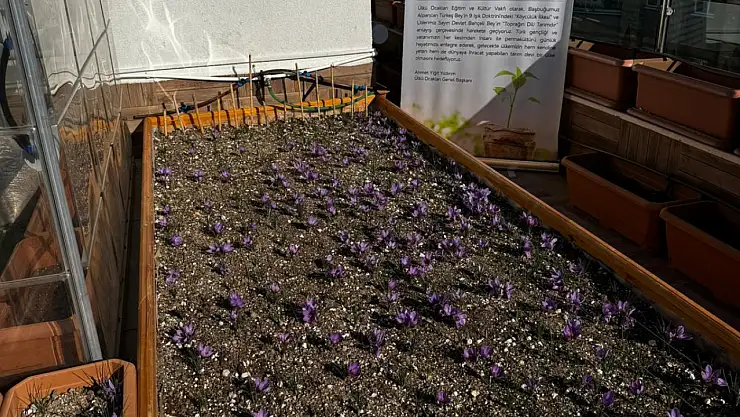 Ülkü Ocakları Genel Merkezi'nin Terasında Safran Hasadı Yapıldı