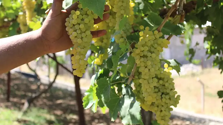 Üzüm Hasadı Başladı