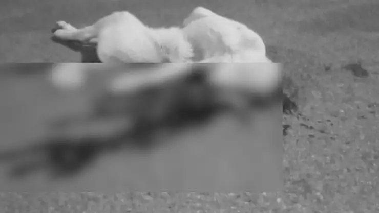 Vicdansız Sürücü, Köpeğe Çarparak Kaçtı!