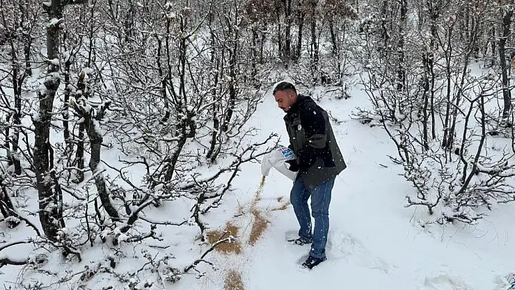 Yaban Hayvanlar İçin 'Besi Yemi'  Verilmeye Devam Ediyor