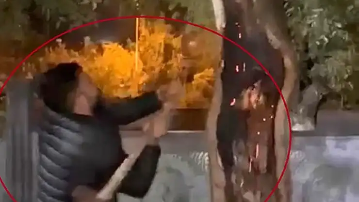 Siirt'te yanan ağacı önce kesmeye çalıştı, sonra su kovası ve ibrikle söndürdü
