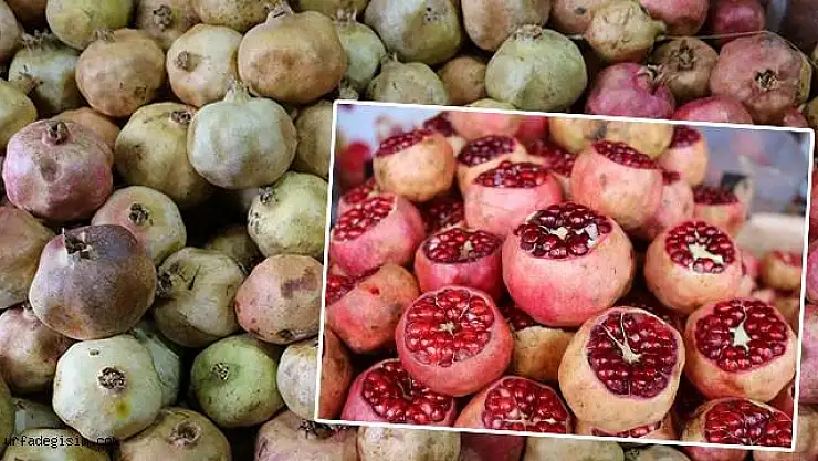 Zivzik Narında  Hasad Mevsimi
