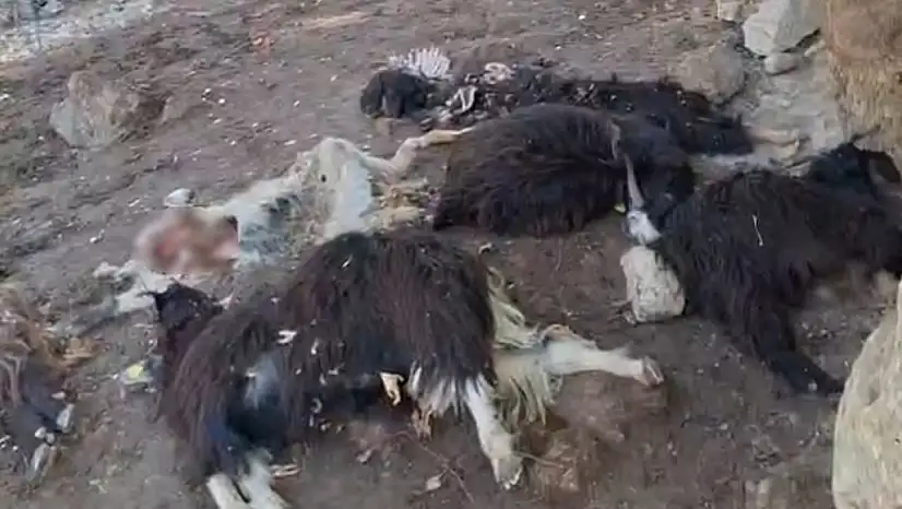 Batman'da kurt saldırısında 10 keçi telef oldu, 10'nu da yaralandı