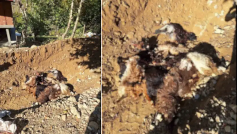 Batman'da kurtlar ağıla girerek 10 adet küçükbaş telef etti