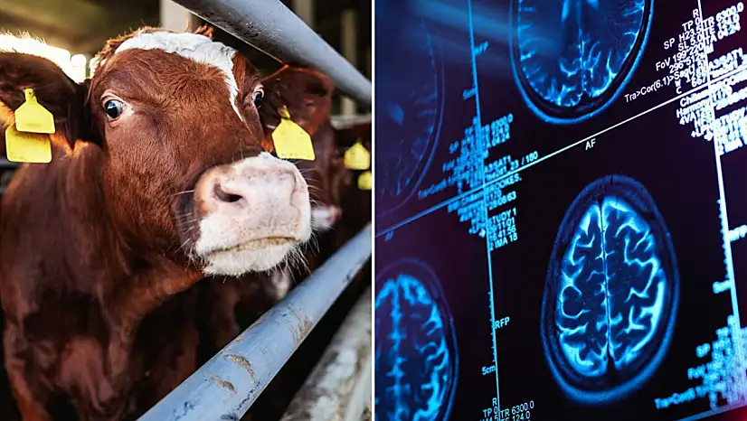 Deli dana alarmı! Türkiye'de yıllar sonra görülen vakalar endişe yarattı