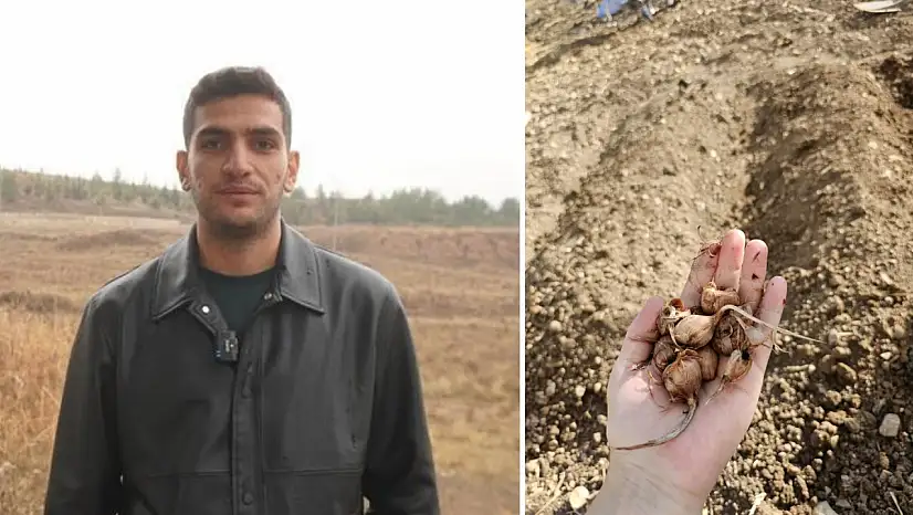 Dünyanın en pahalı baharatı Siirt toprağıyla buluştu