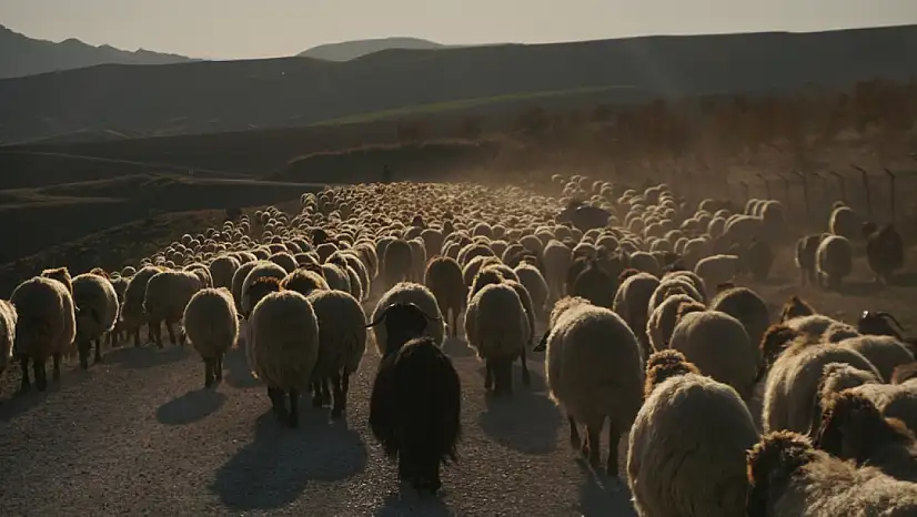 Göçerlerin Dönüş Yolculuğu Başladı: Sürüler Siirt'in Yolunu Tutuyor