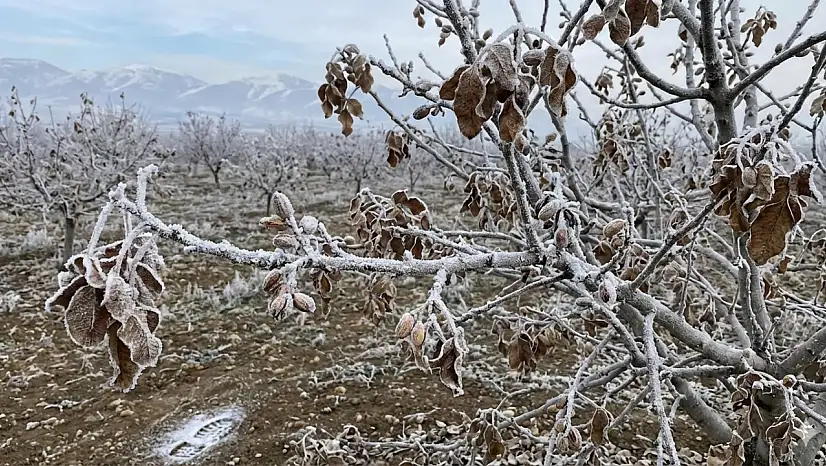 MGM'den Siirt için kritik uyarı: İl merkezi ve tüm ilçelerde kuvvetli zirai don bekleniyor