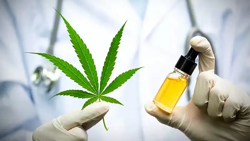 MHRS Randevu Bekleme Sayısı 800 Bine Geriledi: Tıbbi Kenevir 15 Hastalıkta Kullanılacak