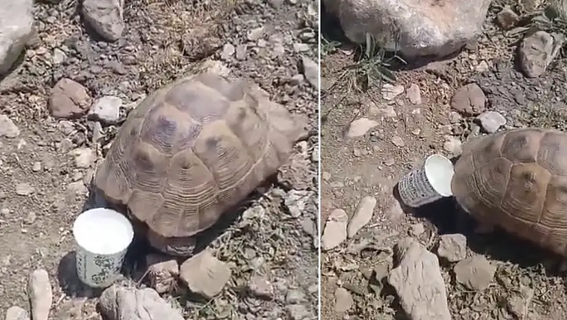 Pervari'de Sıcaktan Bunalan Kaplumbağaya Su Verdi