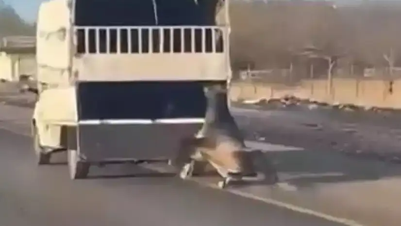 Siirt-Batman Yolunda Şoke Eden Görüntü: Kamyonete Bağlanan At Dakikalarca Sürüklenerek Yaralandı