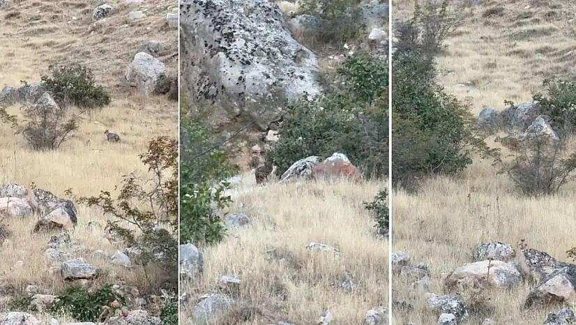 Siirt Botan Vadisi Milli Parkı'nda Ender Görülen 2 Çakal Görüntülendi