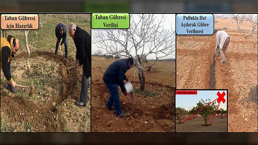 Siirt fıstığında doğru gübreleme için kritik dönem! Siirt Fıstıkçılık birimi detayları anlattı