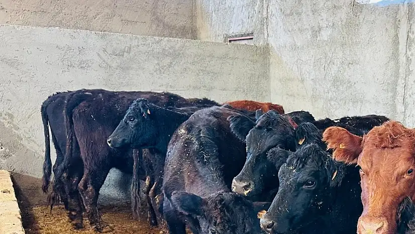 Siirt'te anguslar dağıtıldı