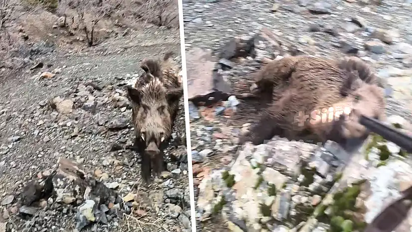 Siirt'te av sırasında dehşet anları: Yaban domuzunu son anda vurdu