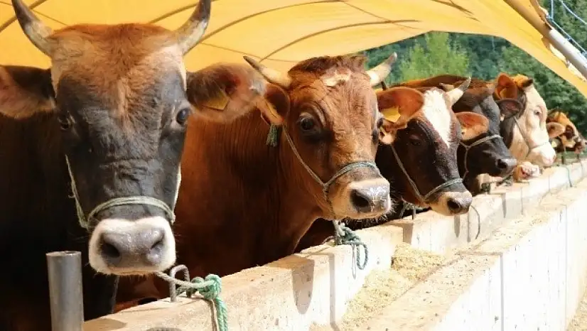 Siirt'te Besilik sığır ithalatında 2026 süreci başladı: Başvurular için takvim ve şartlar açıklandı