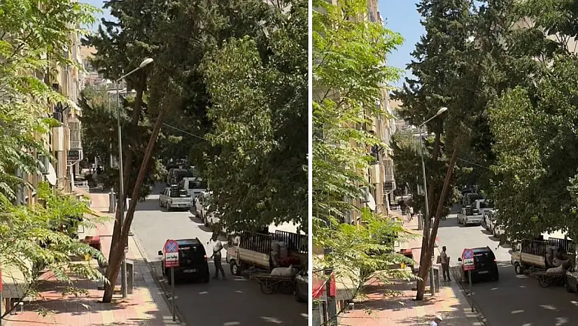 Siirt'te Devrilme Tehlikesi Olan Çam Ağacı Endişelendiriyor