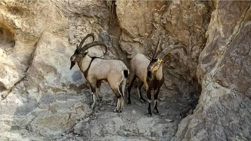 Siirt'te Doğa Koruma'dan Tepki Çeken İhale: Yaban Keçileri Av Turizmi İçin Satışa Çıkarılıyor