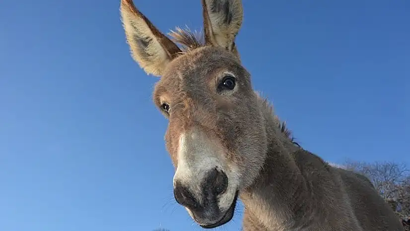 Siirt'te Eşek Sayısı Belli Oldu