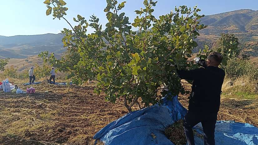 Siirt'te Fıstık Hasadı Sürüyor: Üreticiler Günün İlk Işıklarıyla Tarlada