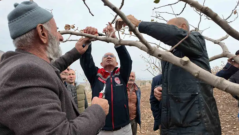 Siirt'te fıstık üreticilerine teorik ve pratik 'budama' ile 'gübreleme' eğitimi