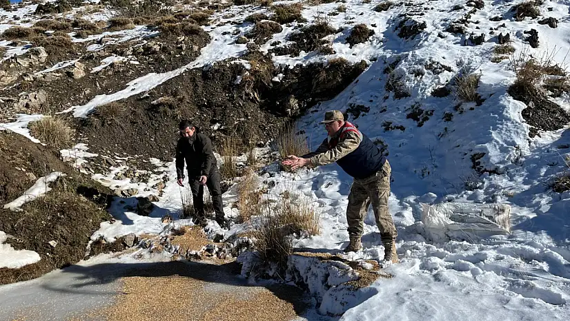 Siirt'te kar altında kalan yaban hayvanlarına 750 kilogramlık yaşam desteği