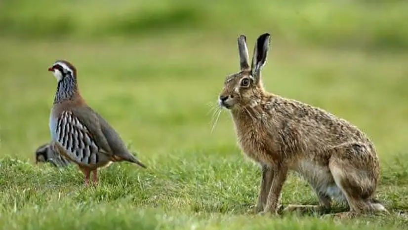 Siirt'te keklik, yaban tavşanı ve tilki avı sezonu kapandı