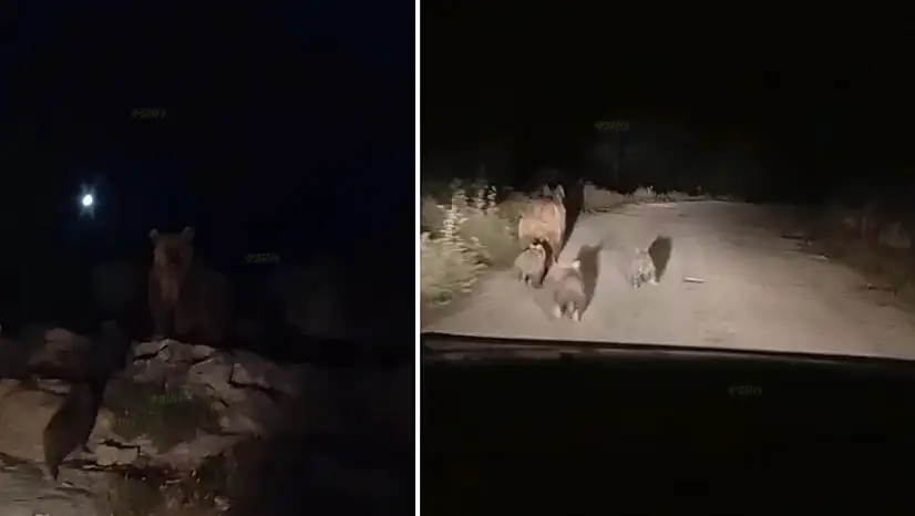 Siirt'te Kış Uykusuna Hazırlanan Ayı ve Yavruları Köy Yolunda Görüntülendi