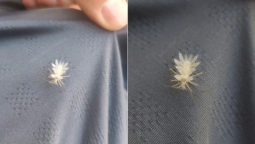 Siirt'te Nadir Görülen 'Dikenli Dantel Böceği' Görüntülendi