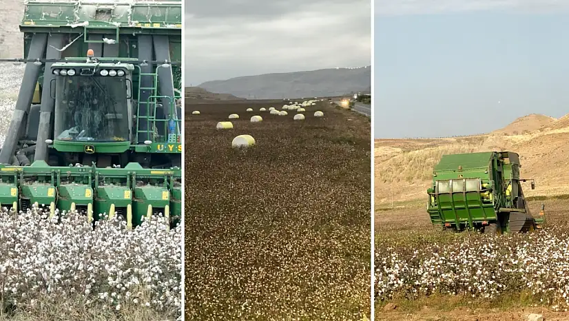 Siirt'te Pamuk Hasadı Tamamlandı: 530 dönüm tarlada 238,5 ton kütlü pamuk elde edildi
