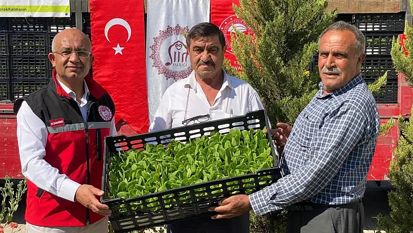 Siirt'te Tarım Arazilerinin Etkin Kullanımı İçin Marul ve Karnabahar Üretim Projesi Başlatıldı