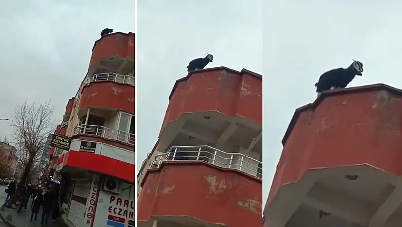 Siirt'te yolunu kaybeden keçi 3 katlı binanın çatısına çıktı