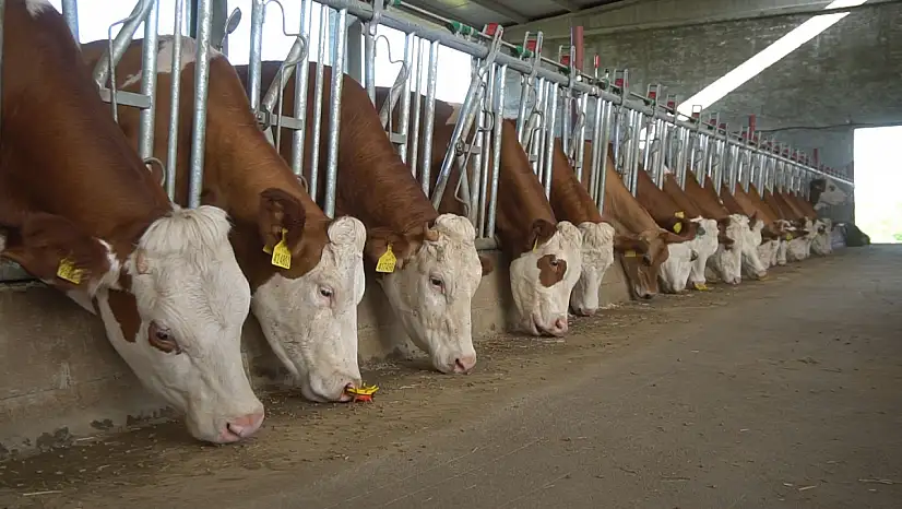 Siirtli Çiftçiler Dikkat! 2025 Yılı Hayvan Desteklemeleri İçin Başvurular Başlıyor