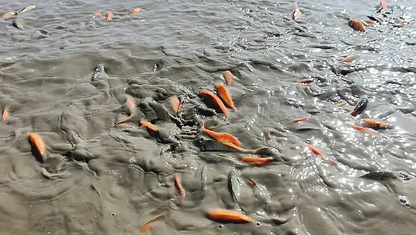 Su Takviyesi Yetersiz Kaldı: Çayırlı Göleti Kuruma Riski Altında