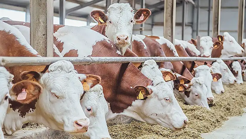 TÜİK verileri açıkladı: Siirt'te büyükbaş hayvan sayısı 29 bin 602 oldu