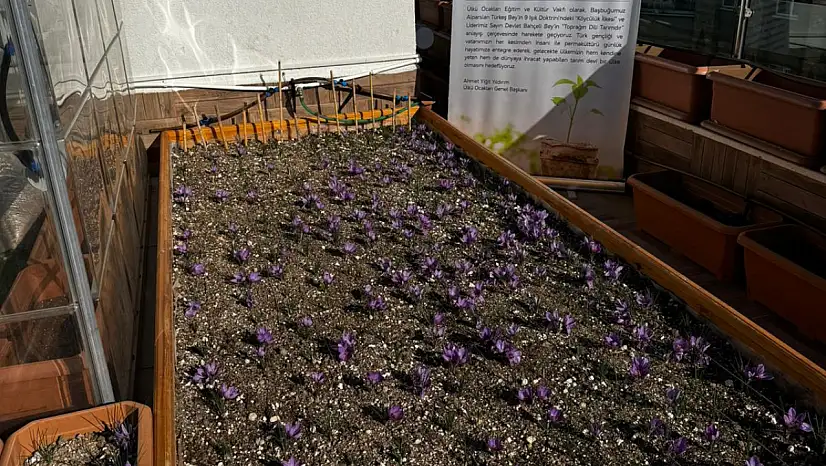 Ülkü Ocakları Genel Merkezi'nin Terasında Safran Hasadı Yapıldı