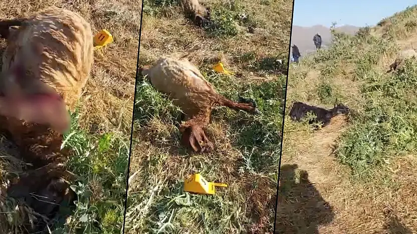 Bitlis'te Siirtli Besicilerin Sürüsüne Silahlı Saldırı İddiası: Çok Sayıda Hayvan Telef Oldu
