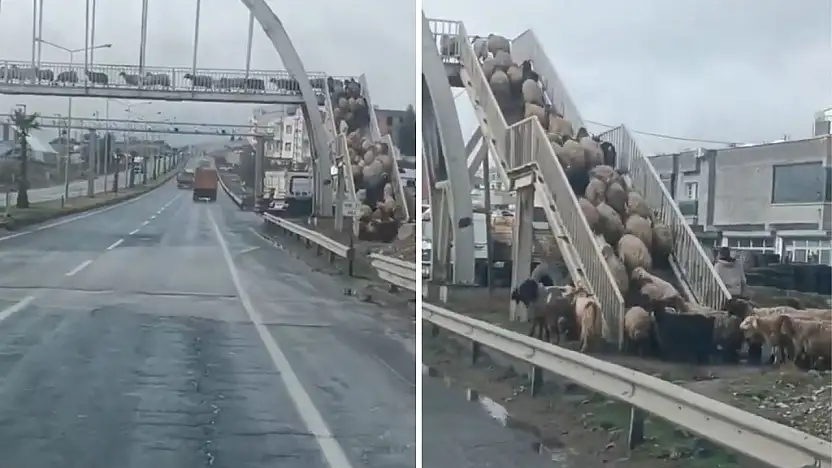 Cizre'deki görüntüler tebessüm ettirdi! Siirt'te eski zamanlar da böyleydi