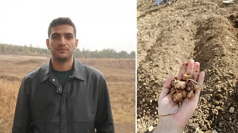 Dünyanın en pahalı baharatı Siirt toprağıyla buluştu